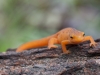 Red Eft Posing by Christopher Wisker - November 2013