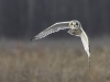 Short Eared Owl by Chris Wisker